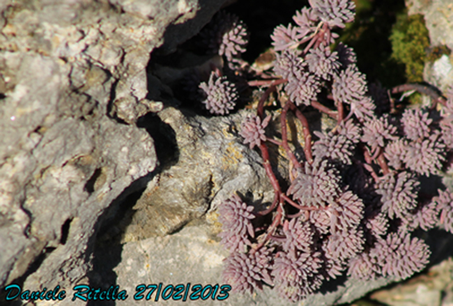 Richiesta identificazione piantina grazie!!! - Sedum sp.